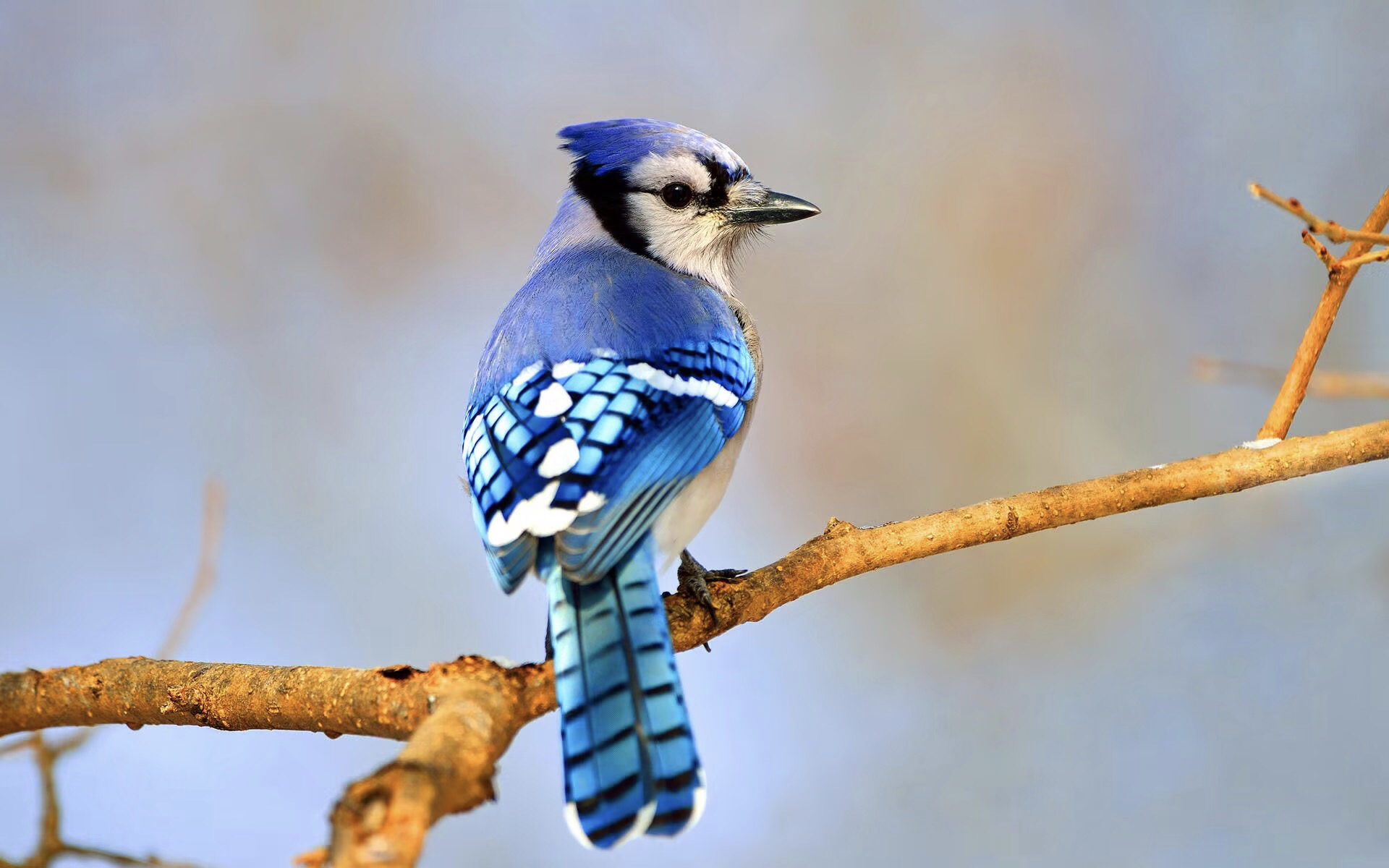 PNG image 2